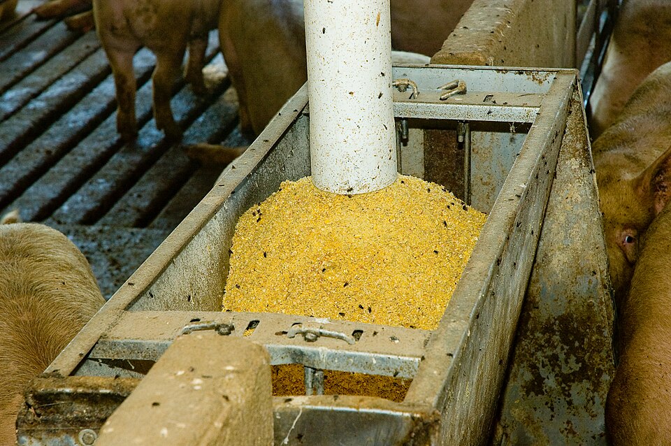 Illustration: Soybean Meal Contract Specifications — The Mechanics Traders Must Master