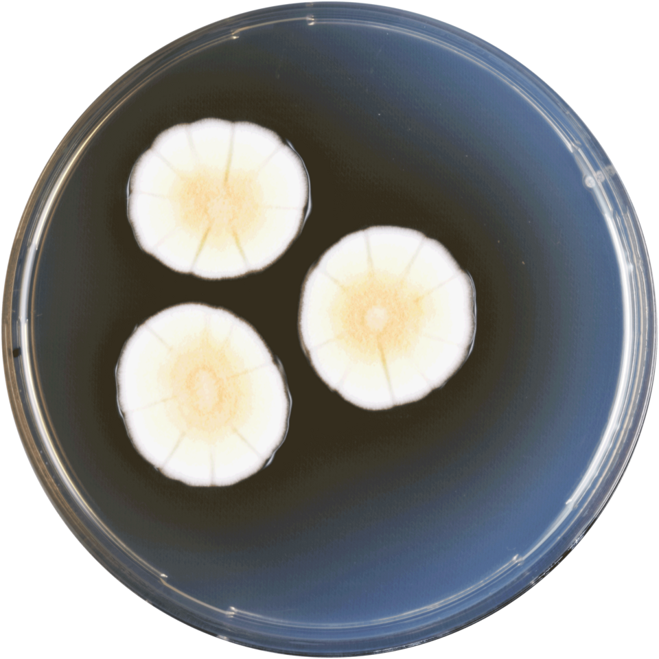 Illustration: Statistical Outliers: Where Prediction Markets Miss Value Illustration: Statistical Outliers: Where Prediction Markets Miss Value