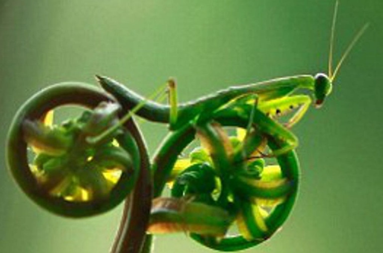 Iodine Price Forecasting: Leveraging Prediction Markets for Better Odds