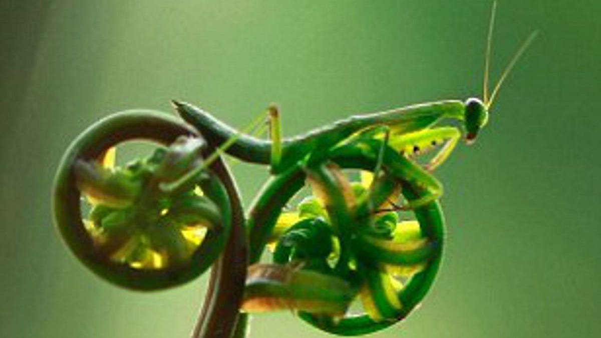 Iodine Price Forecasting: Leveraging Prediction Markets for Better Odds