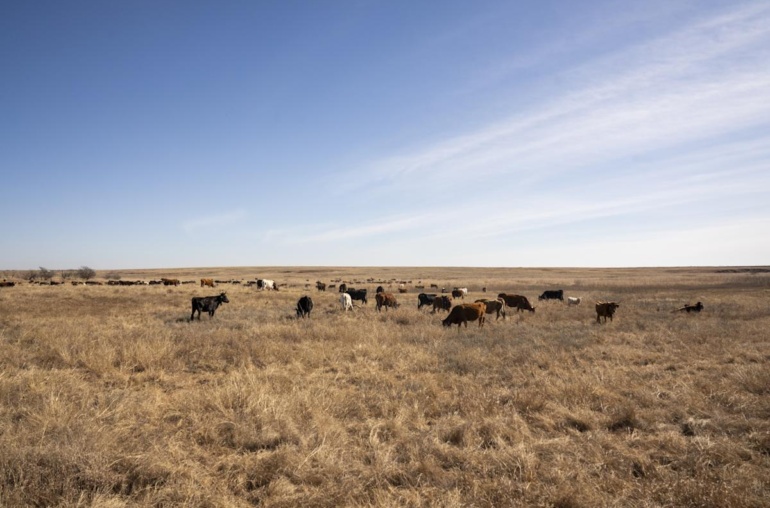 The Herd's Word: Gauging Cattle Prices Using Prediction Markets